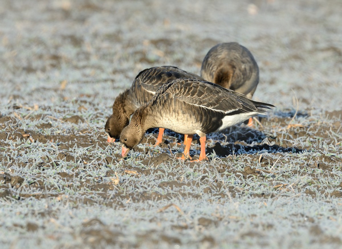 Greater White-fronted Goose - ML427608551
