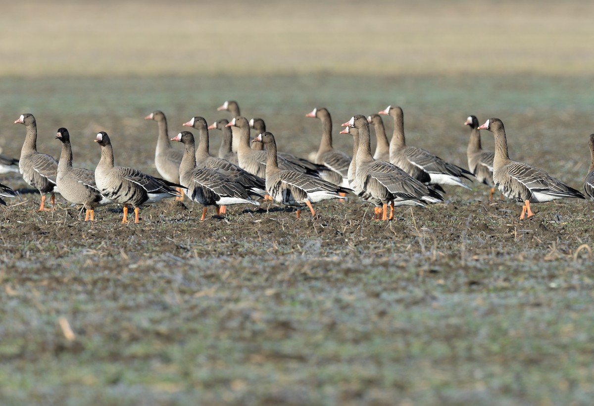 Greater White-fronted Goose - ML427608571