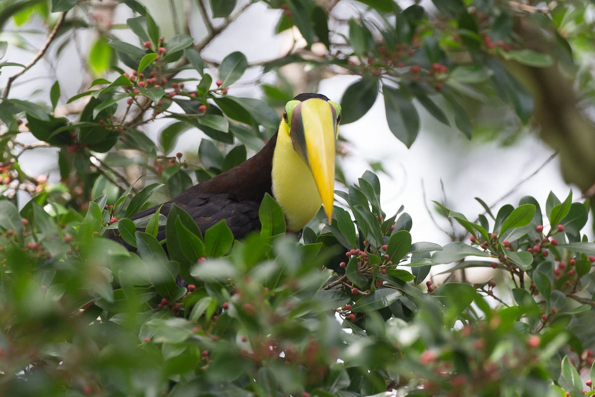 Toucan tocard (swainsonii) - ML42760861