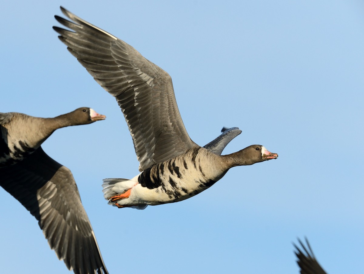 Greater White-fronted Goose - ML427608611