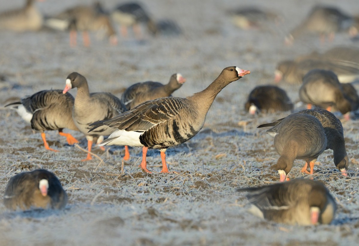 Greater White-fronted Goose - ML427608671