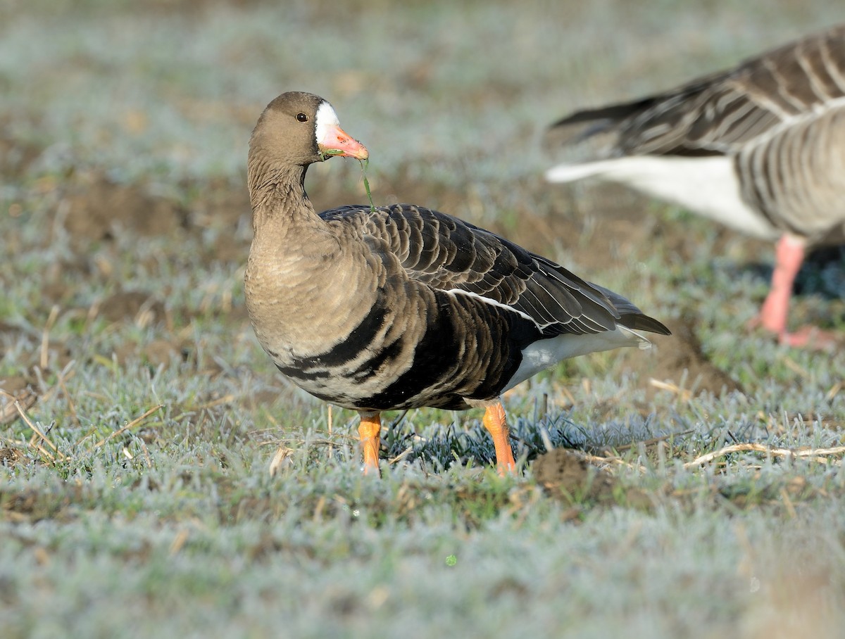 Greater White-fronted Goose - ML427608711