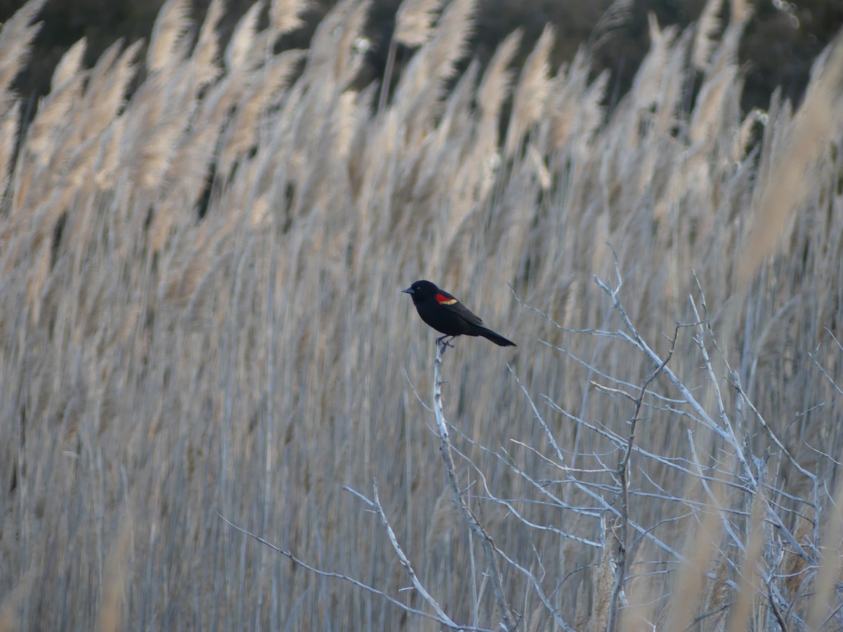 Red-winged Blackbird - ML427609951