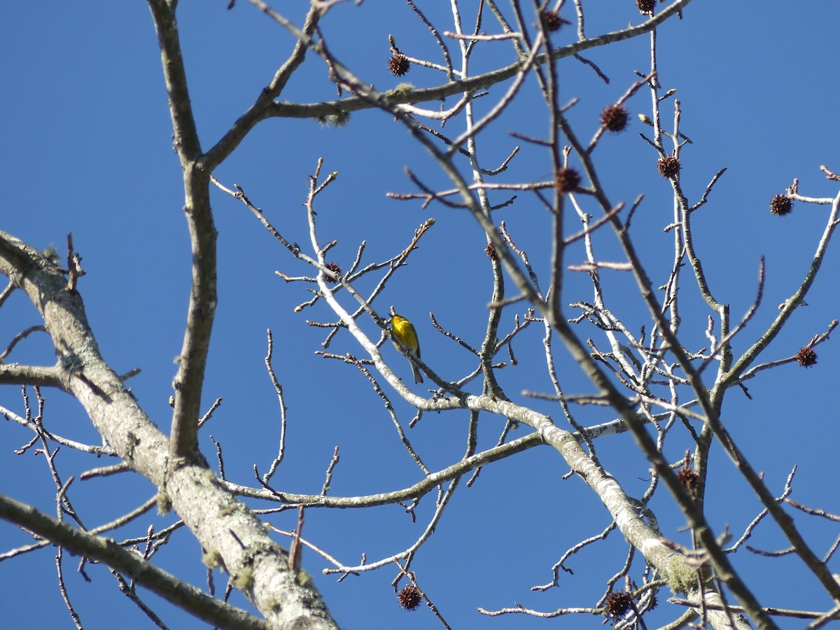 Pine Warbler - ML427609991