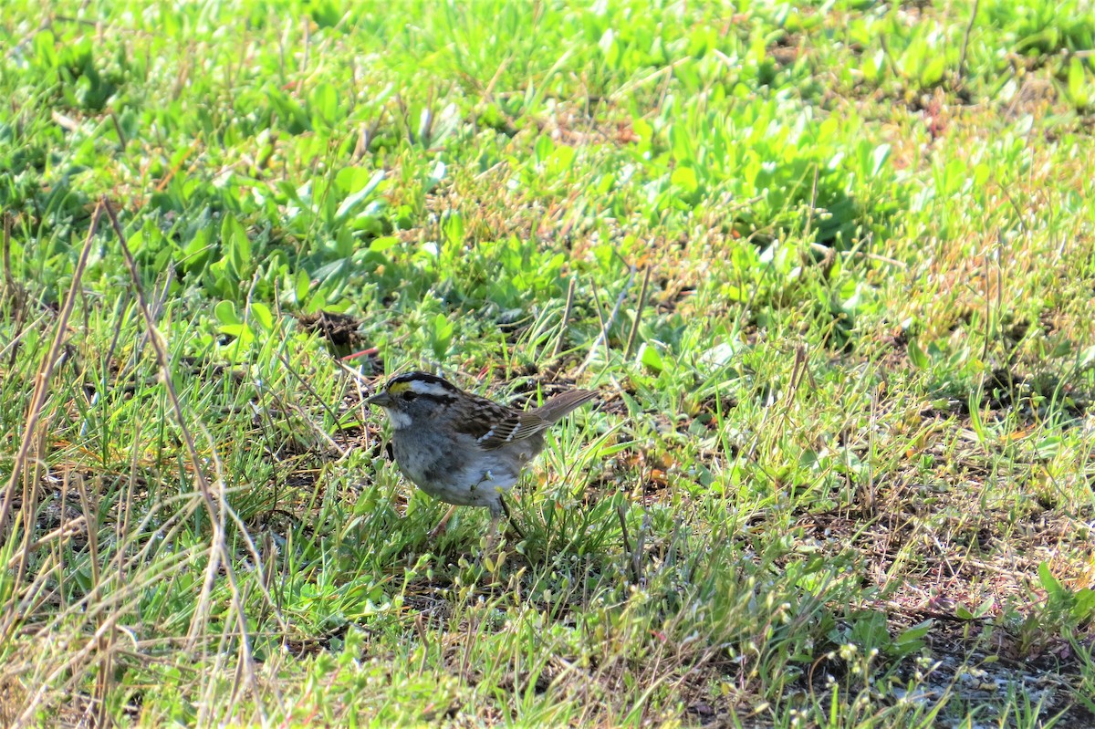 White-throated Sparrow - ML427610801