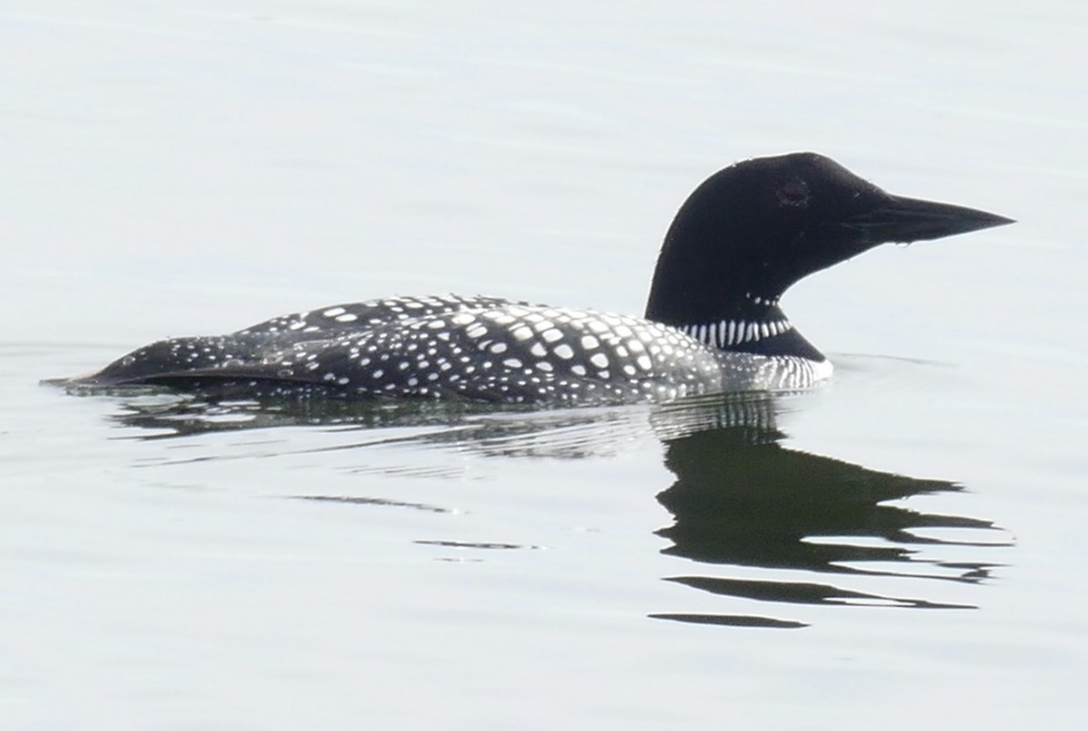 Common Loon - ML427611621