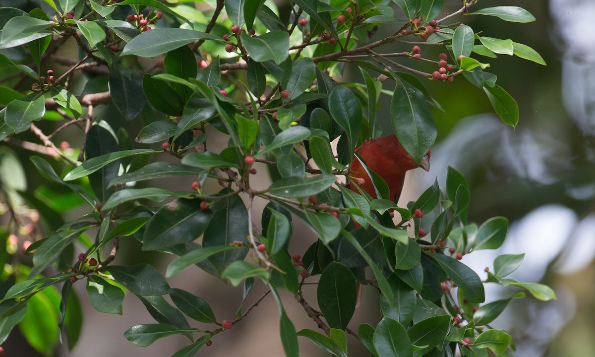 Summer Tanager - ML42761331