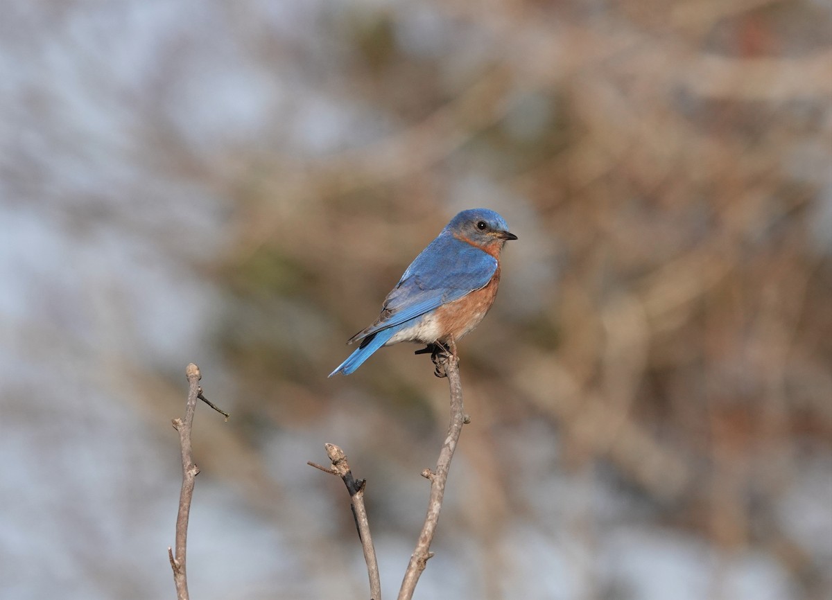 Eastern Bluebird - ML427613651