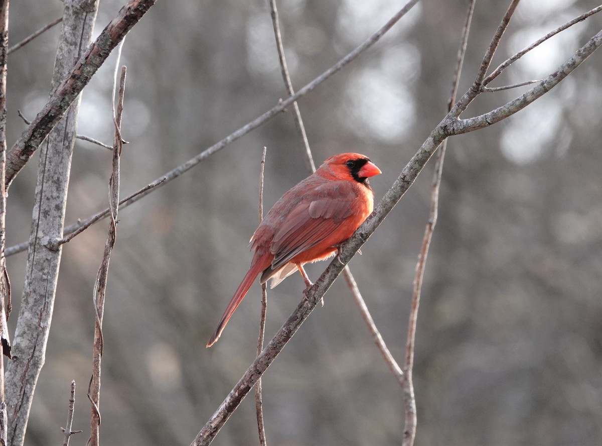 Northern Cardinal - ML427613901