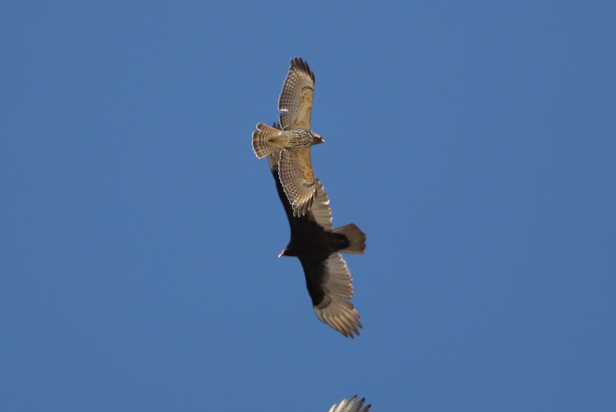 Red-shouldered Hawk - ML427614171