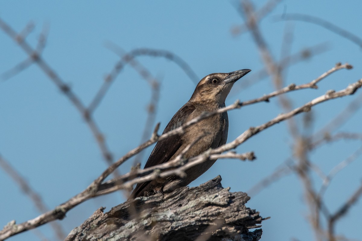 Great-tailed Grackle - ML427614381