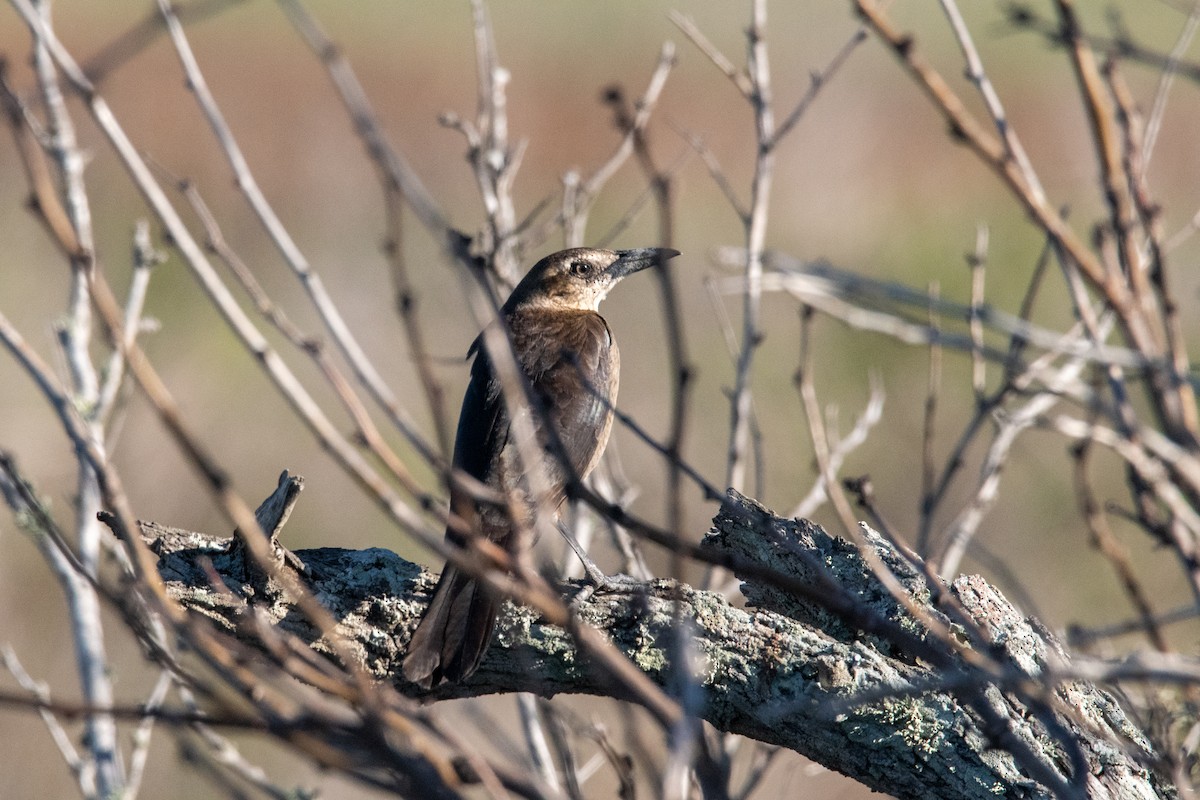 Great-tailed Grackle - ML427614421