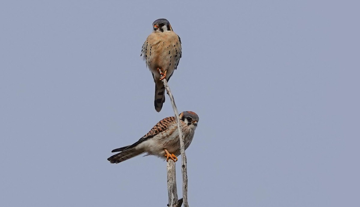 American Kestrel - Gale VerHague