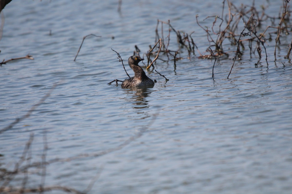 Least Grebe - Rob & Janice Tartell