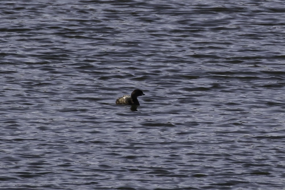 Pied-billed Grebe - ML427615491