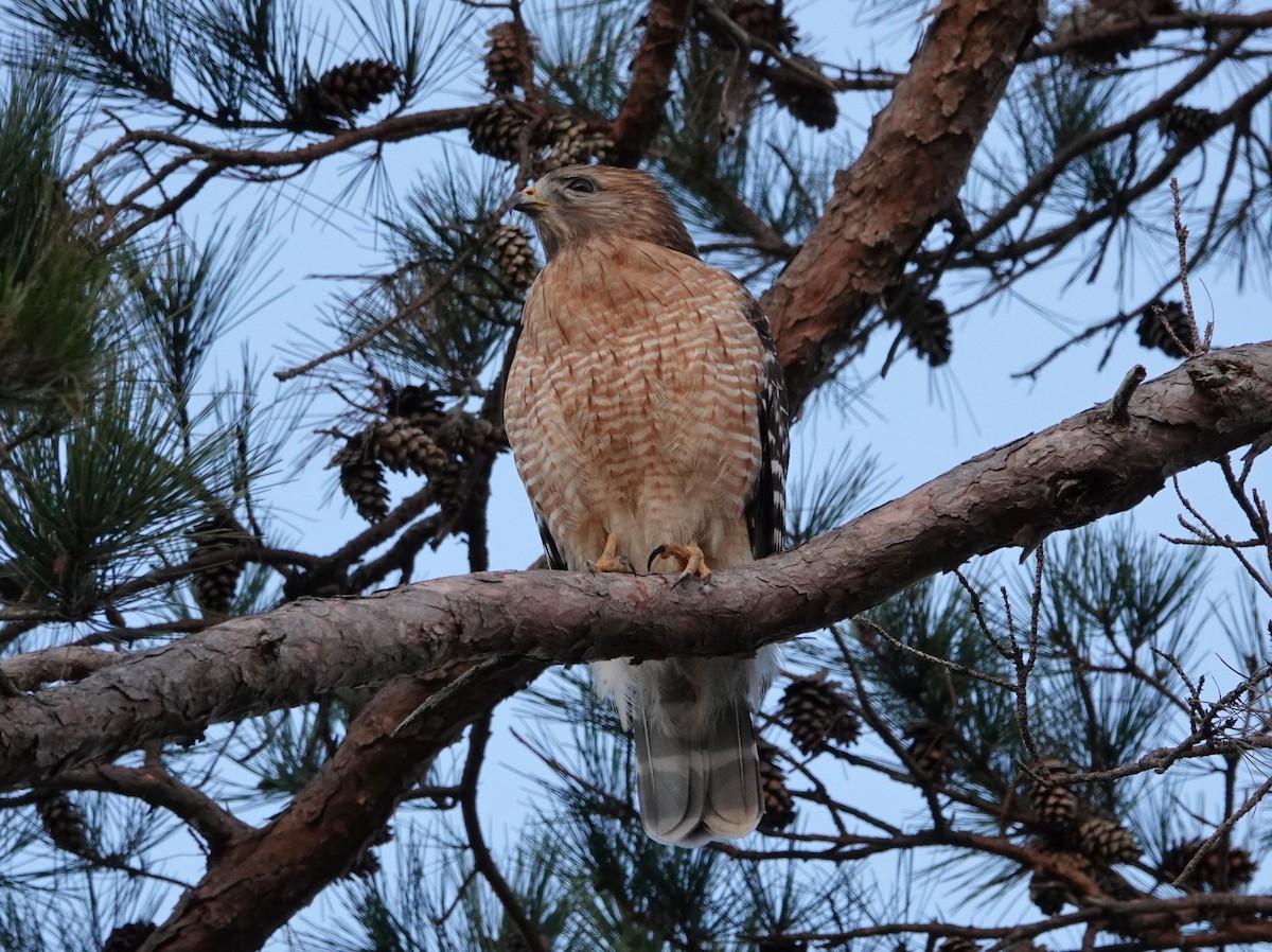 Red-shouldered Hawk - ML427615611
