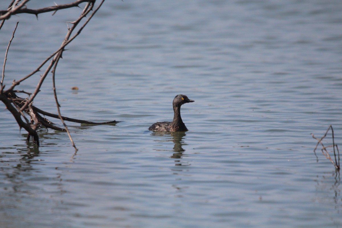 Least Grebe - Rob & Janice Tartell