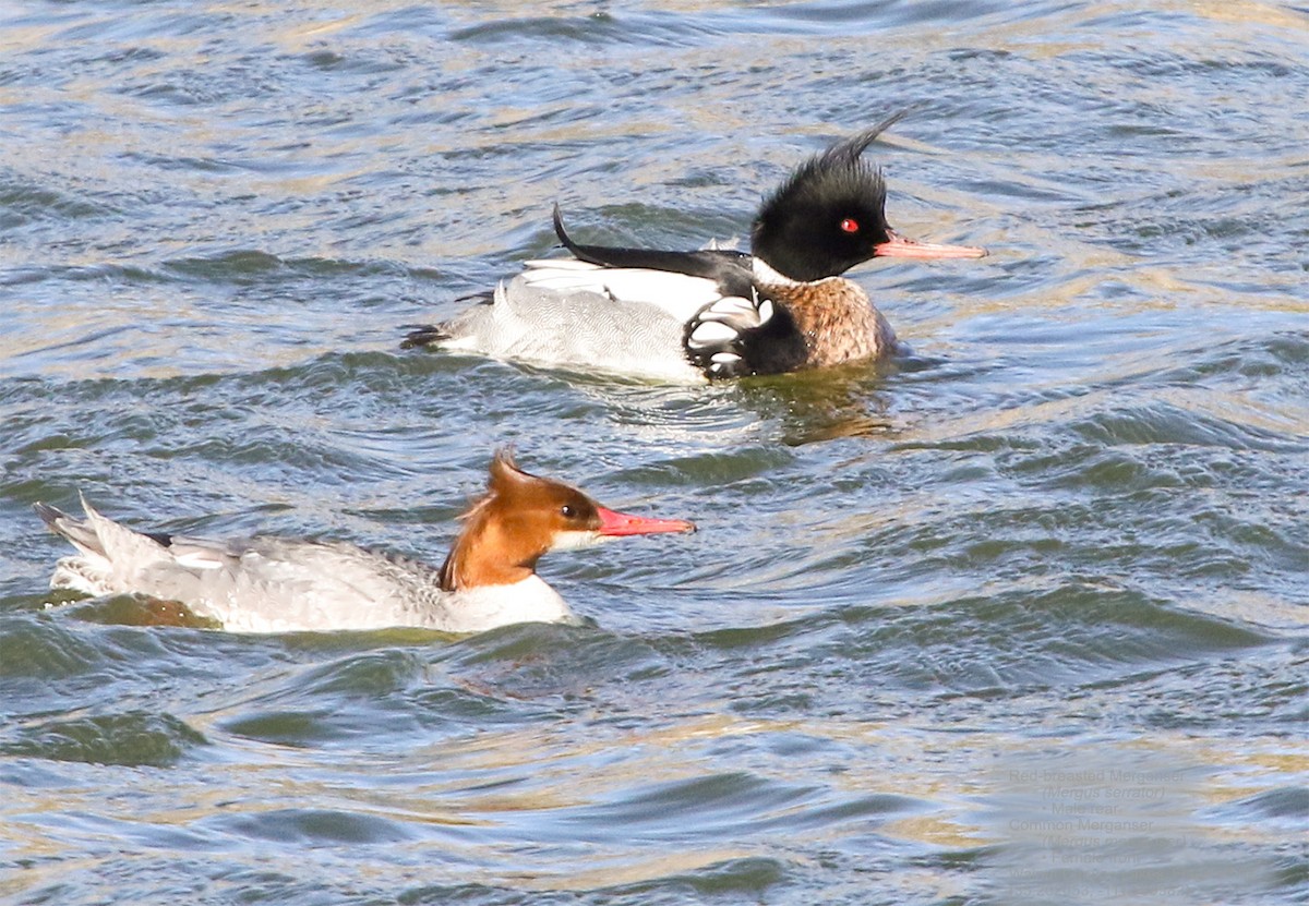 Red-breasted Merganser - ML427615911