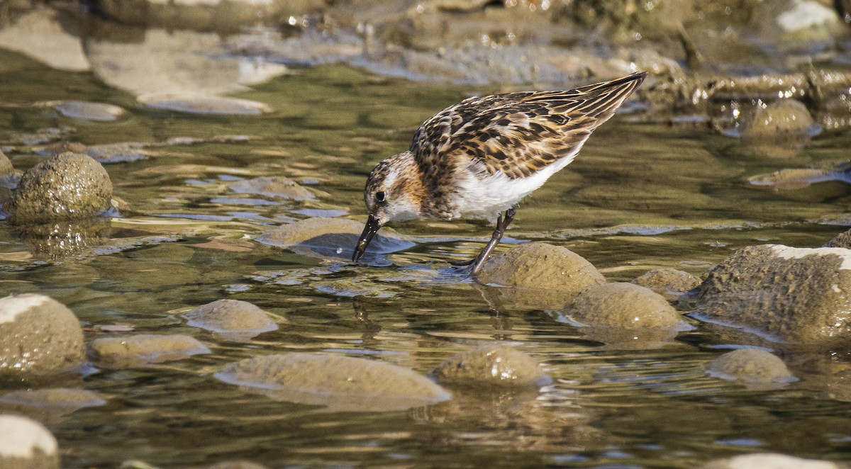 Little Stint - Waseem Bhat