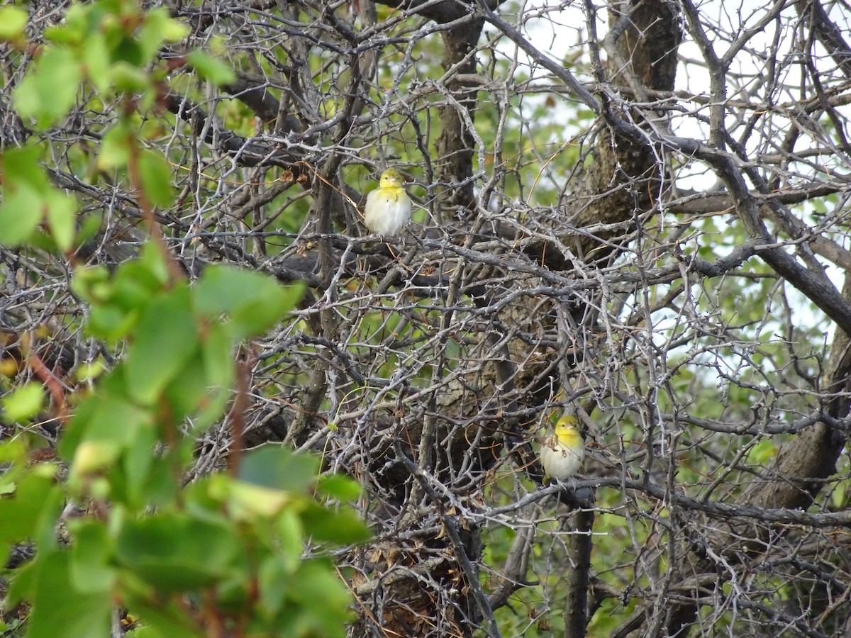 Lesser Masked-Weaver - ML427617691