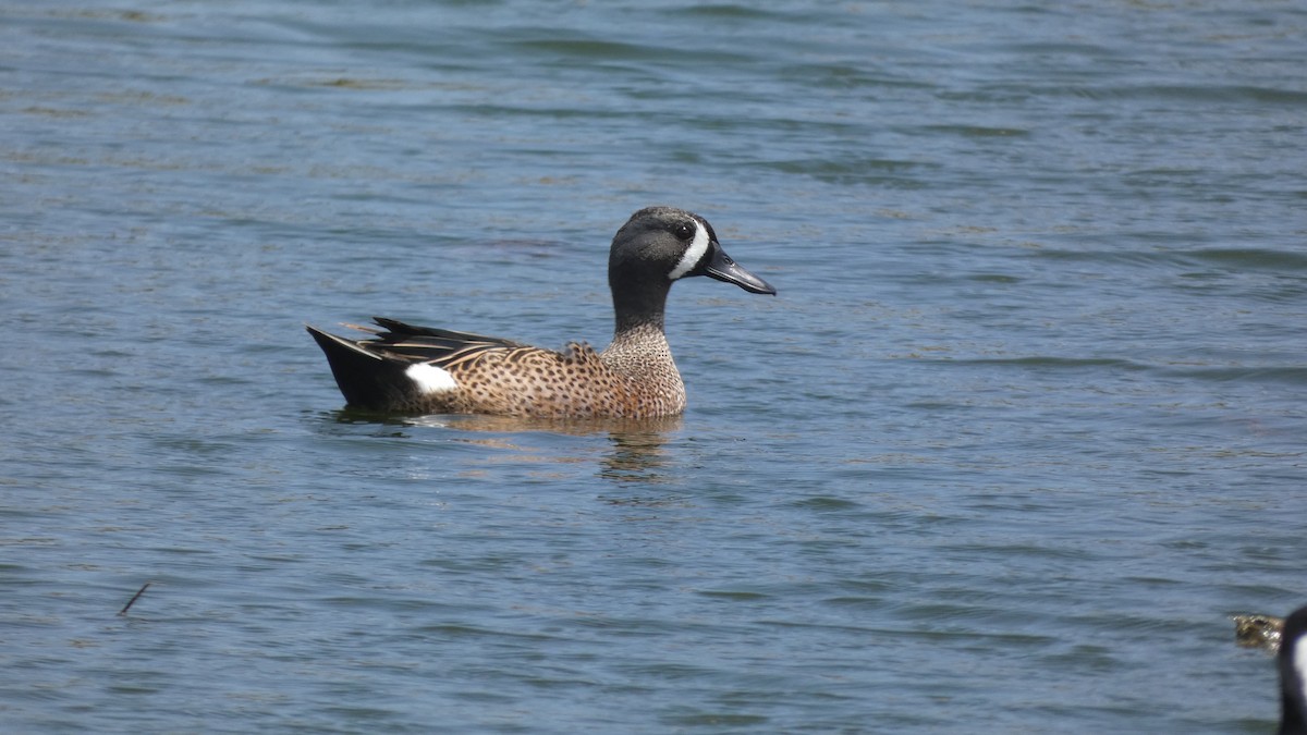 Blue-winged Teal - ML427618251