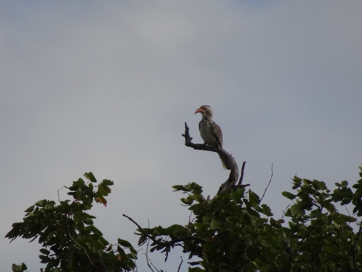 Southern Red-billed Hornbill - ML427618761