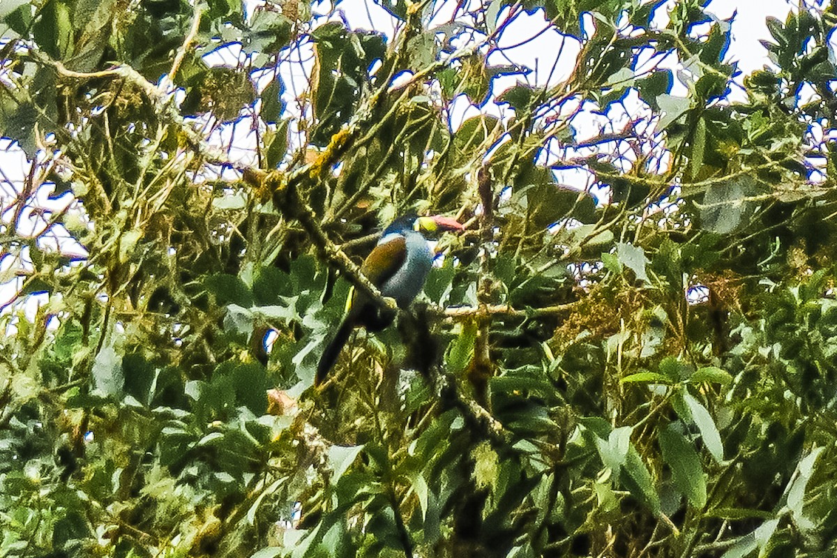 Gray-breasted Mountain-Toucan - graichen & recer