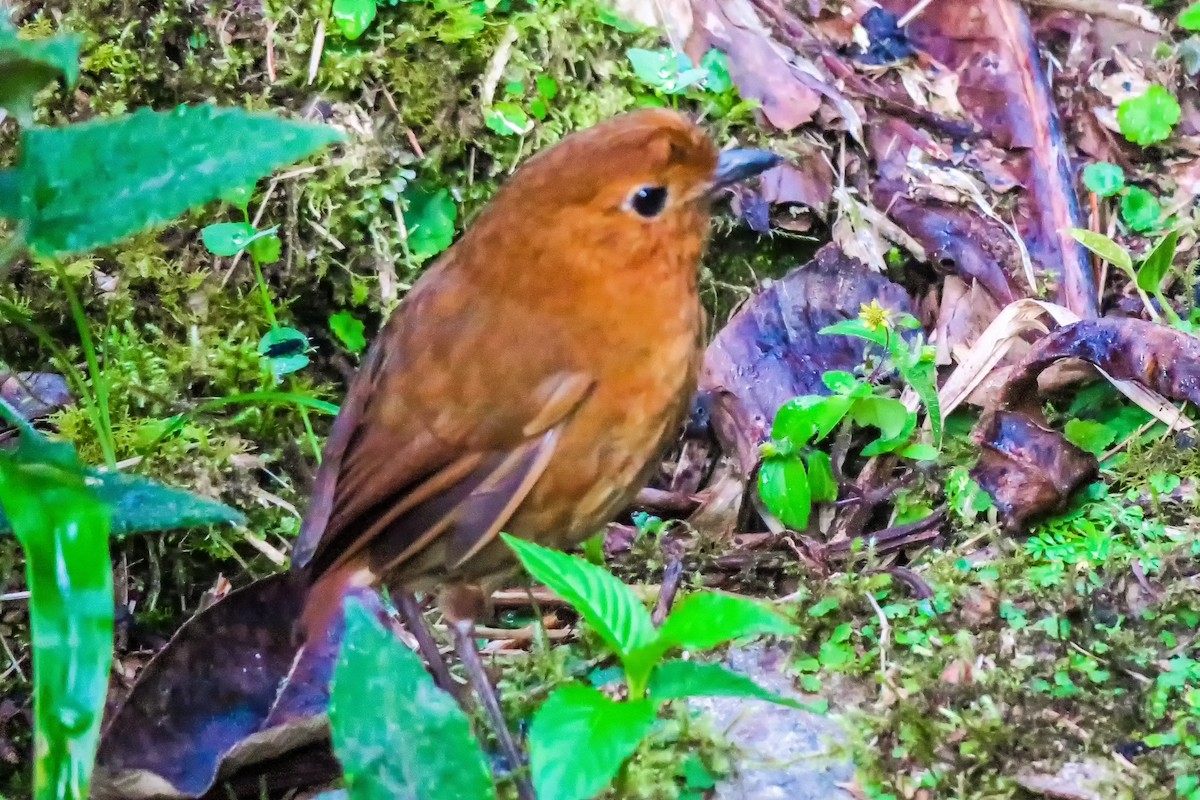 Equatorial Antpitta - ML427621511