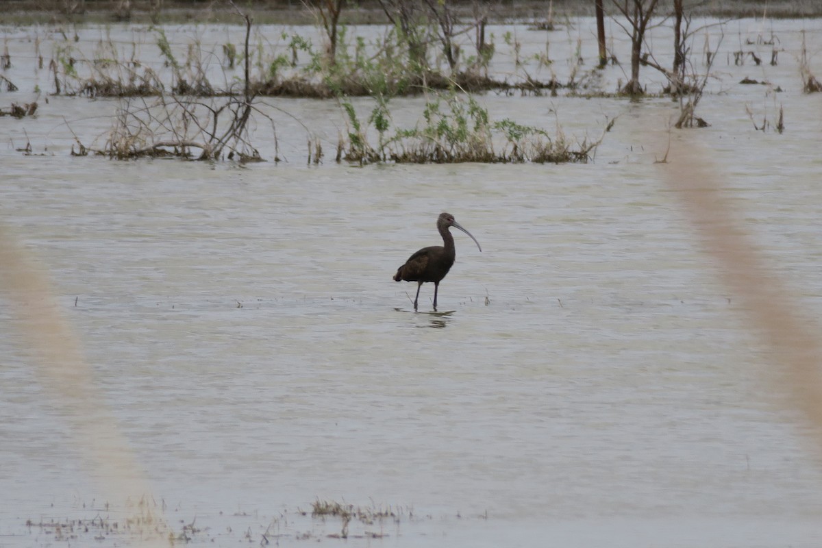 White-faced Ibis - ML427621811