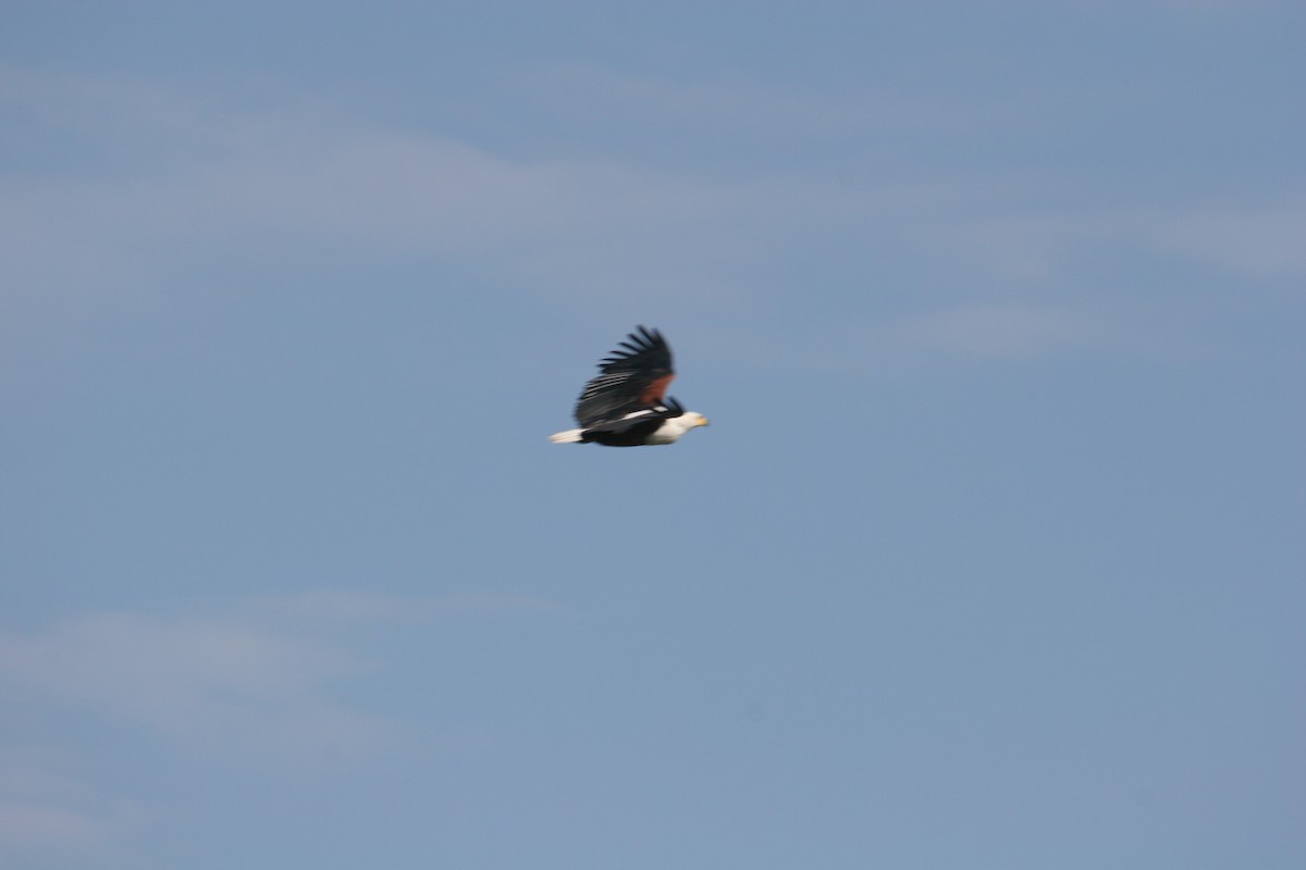 African Fish-Eagle - Steve Murray