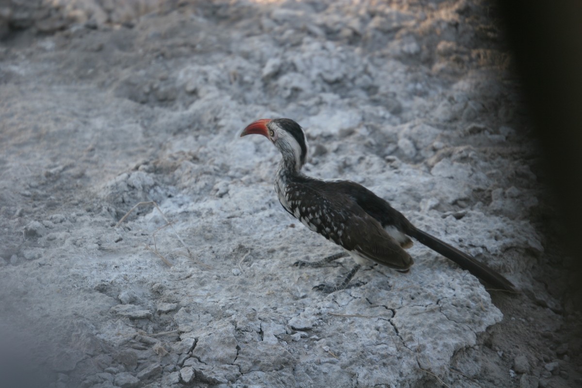 Southern Red-billed Hornbill - Steve Murray