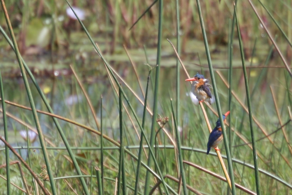 Malachite Kingfisher - ML427622071