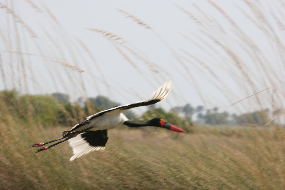 Saddle-billed Stork - Steve Murray