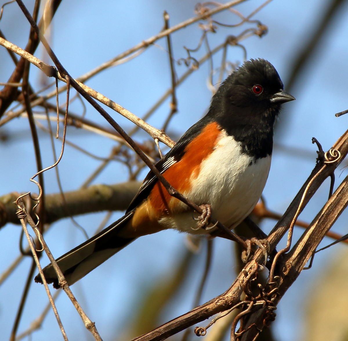 Eastern Towhee (Red-eyed) - John Manger