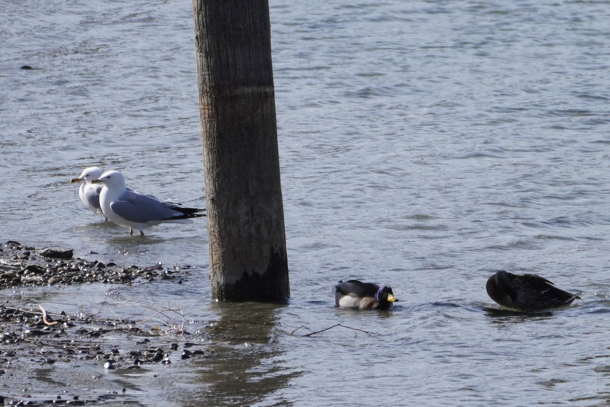 Ring-billed Gull - ML427623131