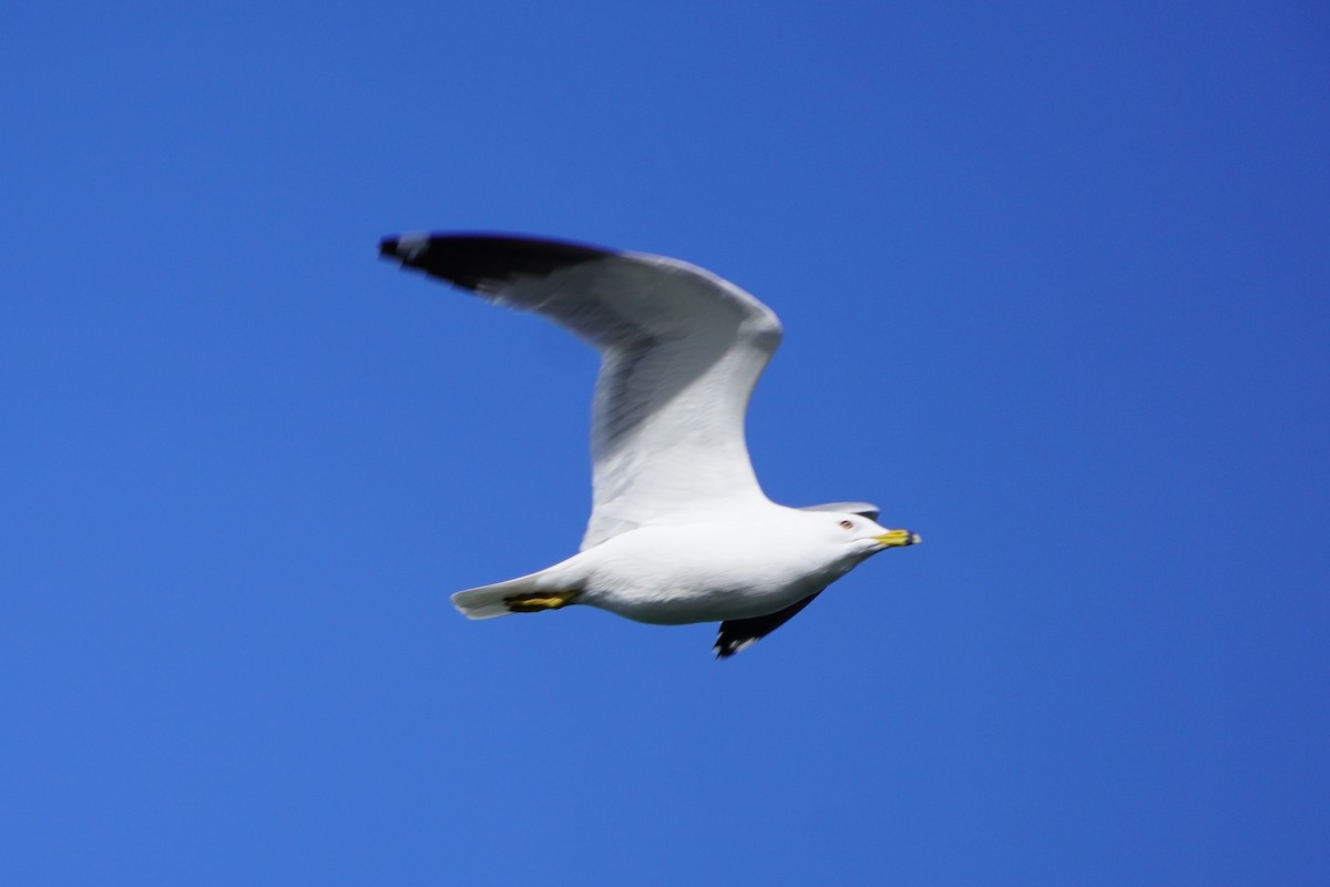 Ring-billed Gull - ML427625571