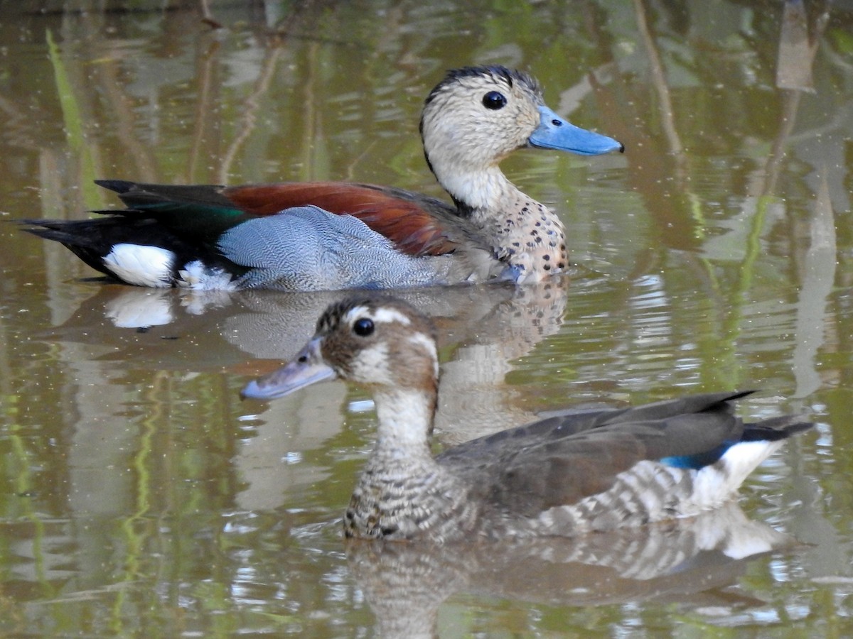 Ringed Teal - ML427625811