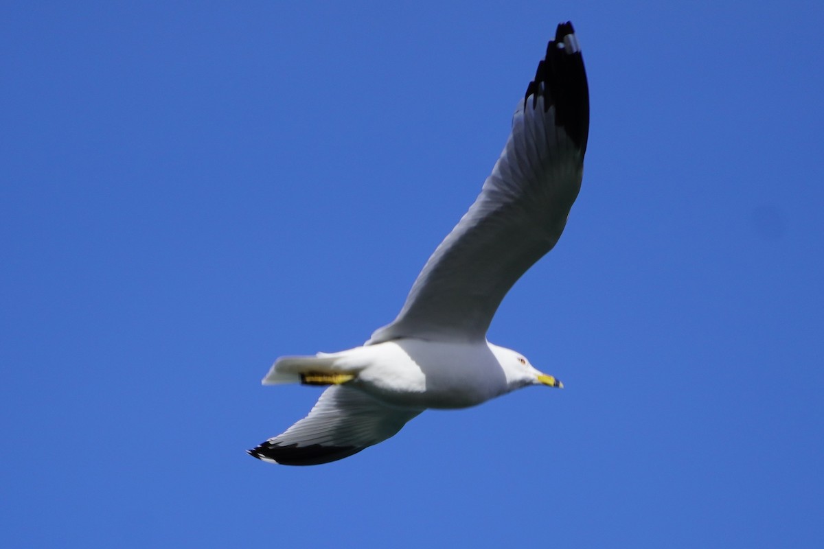 Ring-billed Gull - ML427626211