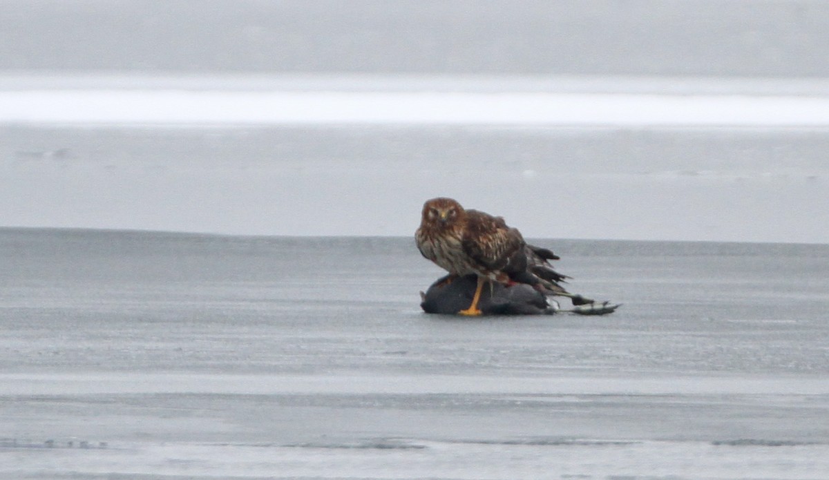 Northern Harrier - ML42762701