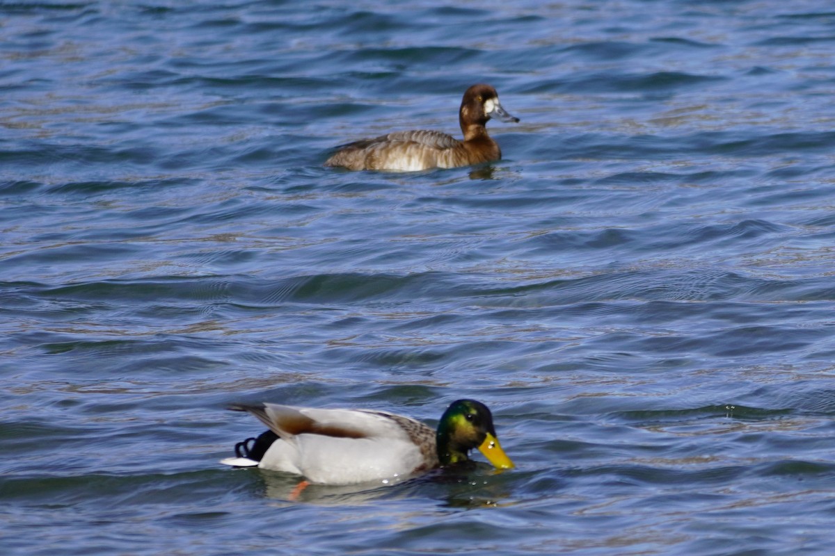Greater Scaup - ML427628451