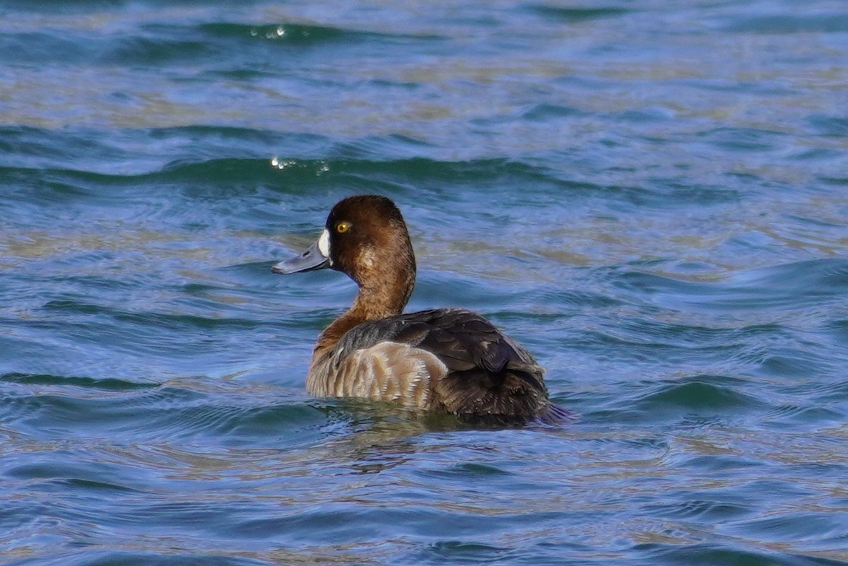 Greater Scaup - ML427628951