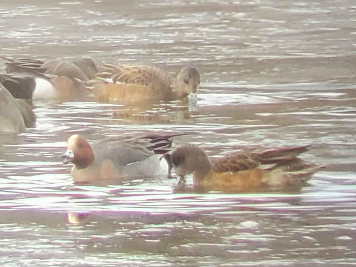 Eurasian Wigeon - ML427629011