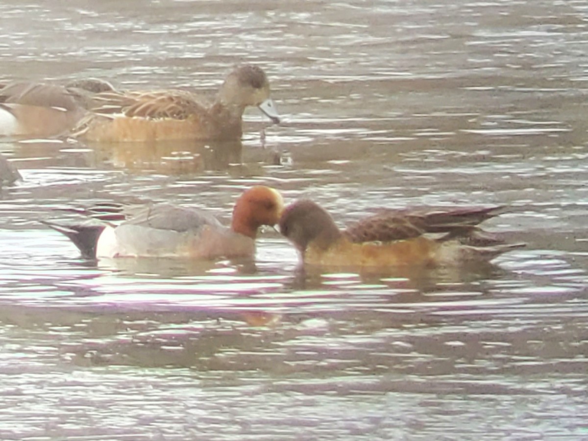 Eurasian Wigeon - Jill L