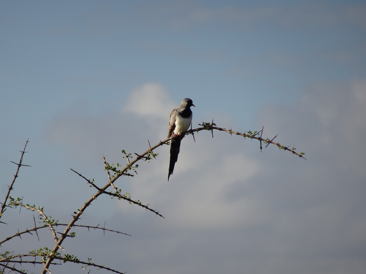 Namaqua Dove - Kirsty Stead