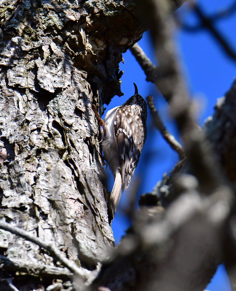 Brown Creeper - ML427631511