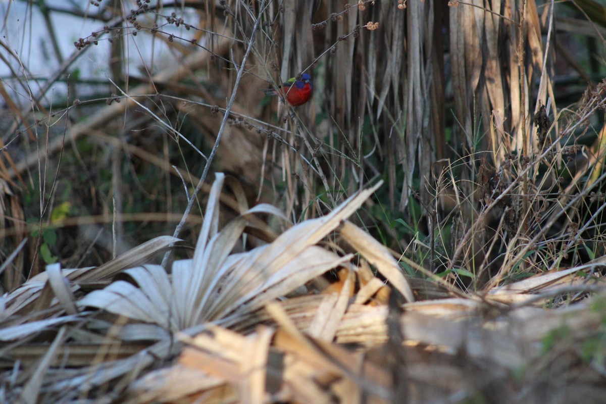 Painted Bunting - ML427631581