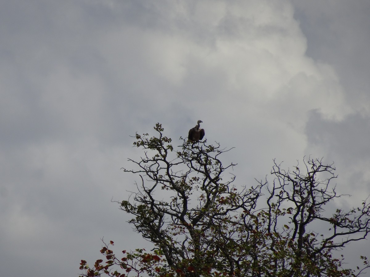 White-backed Vulture - ML427631801