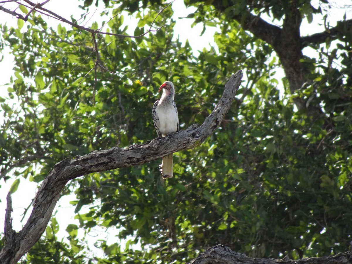 Southern Red-billed Hornbill - ML427633231