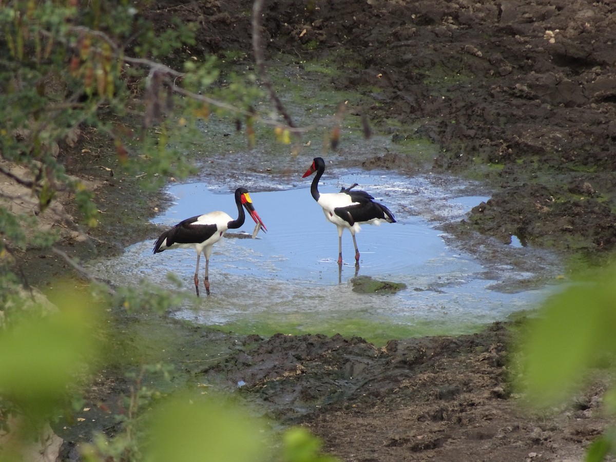 Saddle-billed Stork - ML427633981