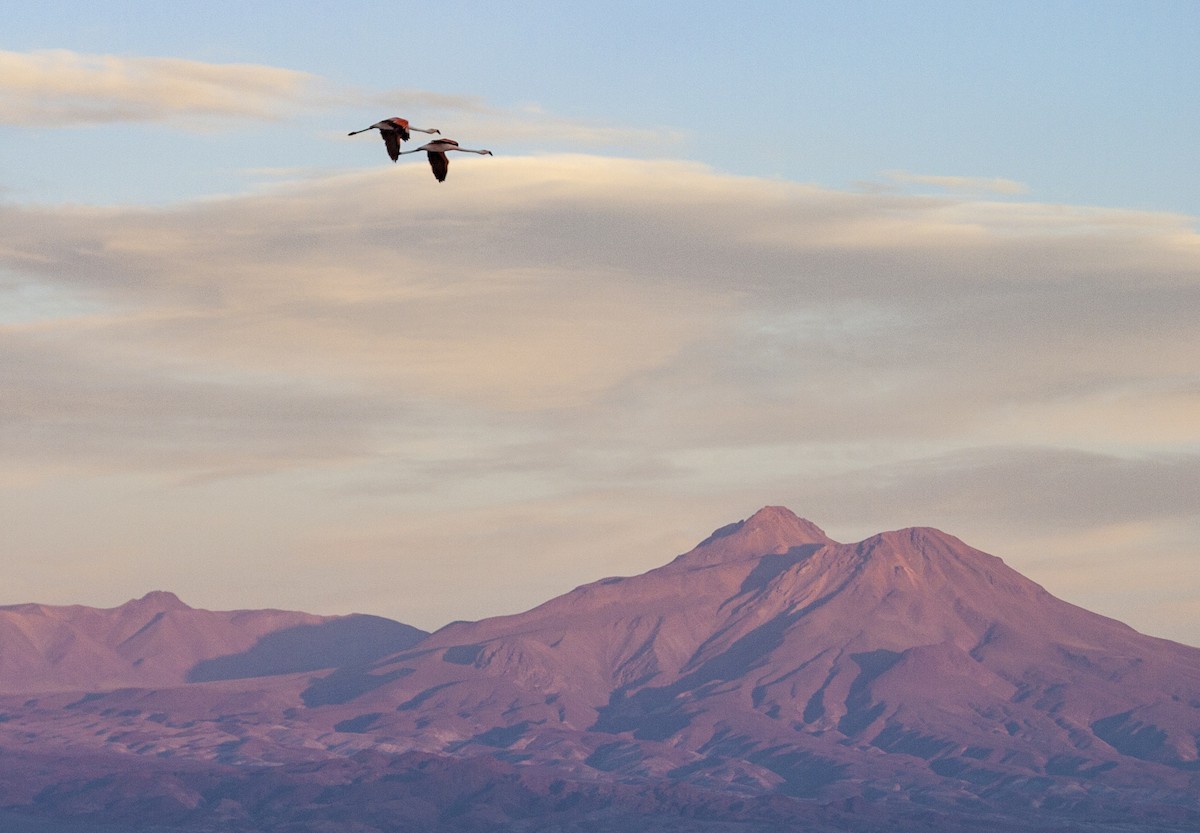 Andean Flamingo - Dominic Garcia-Hall